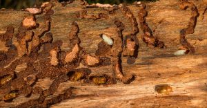 Selling a House with a Termite History in the Bay Area - Top Tips